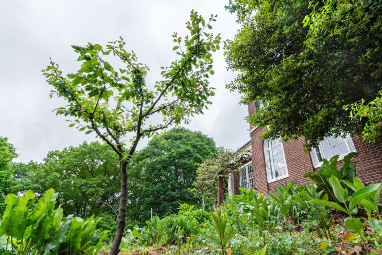 Sam Van Aken Open Orchard William Prince Trees 5 23 02 photo Stefan Hagen
